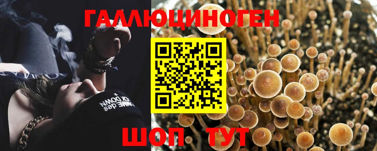 Псилоцибиновые грибы Cubensis  Псилоцибиновые грибы MAGIC MUSHROOMS  Фрязино  Вход с VPN 